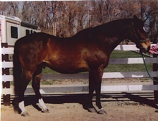 320 1 Horse1a(3)